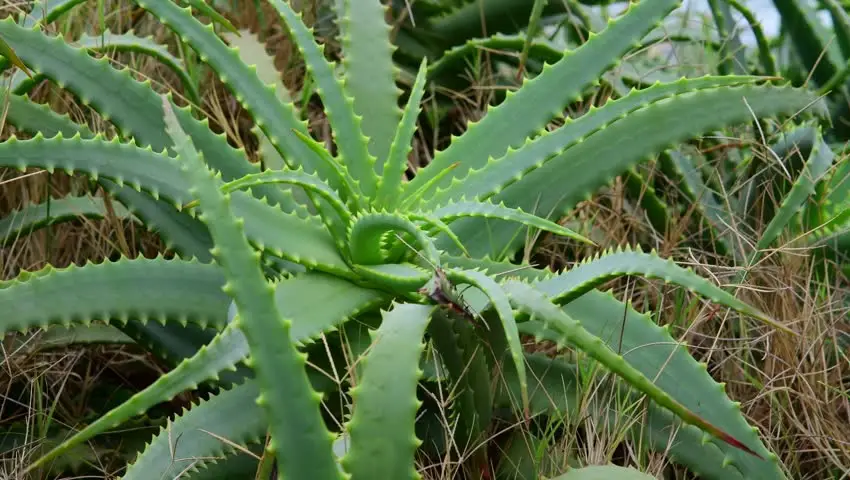 Aloe Arborescens Cuidados Y Reproduccion 【aloeverafun】 2024 1325