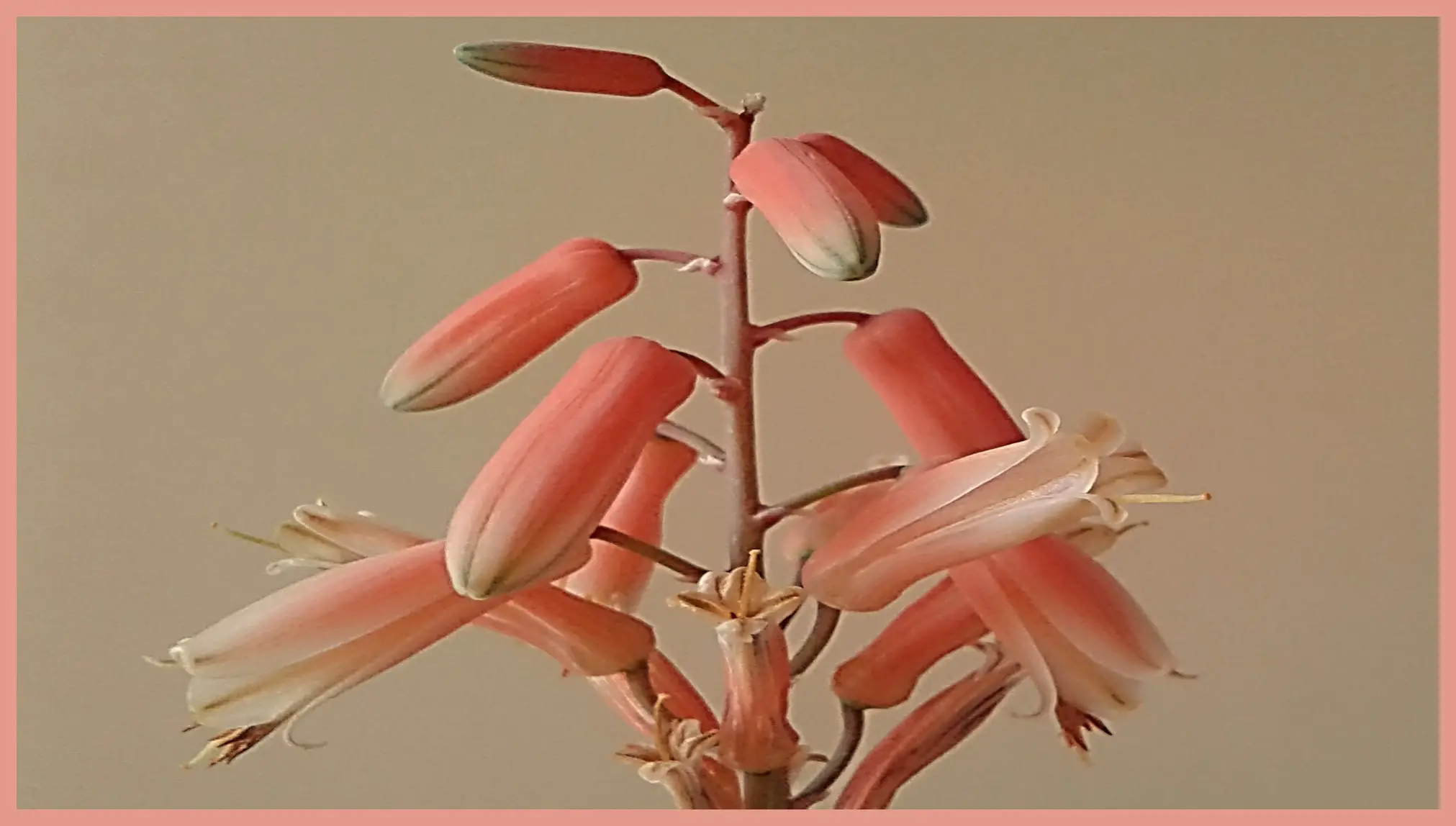 flor del aloe vera y su polinización